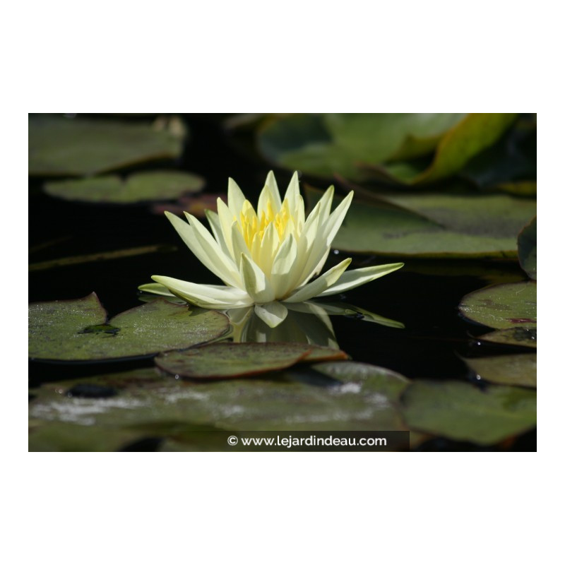 NYMPHAEA 'Colonel A.J. Welch'