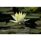 NYMPHAEA 'Colonel A.J. Welch'