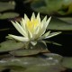 NYMPHAEA 'Colonel A.J. Welch'