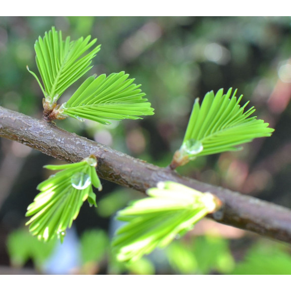 TAXODIUM distichum