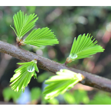 TAXODIUM distichum