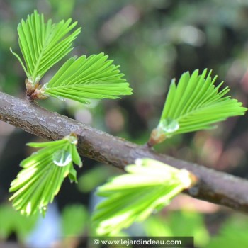 TAXODIUM distichum