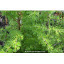 LARIX decidua