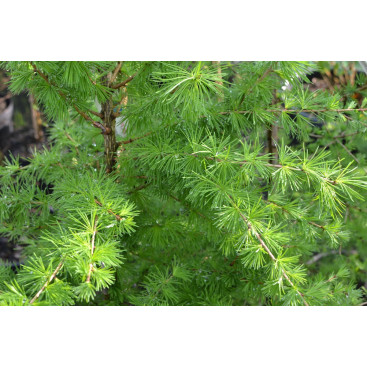 LARIX decidua