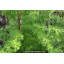 LARIX decidua