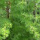 LARIX decidua