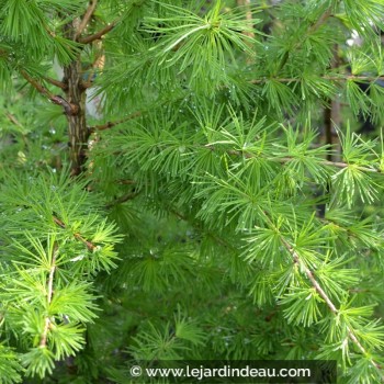 LARIX decidua