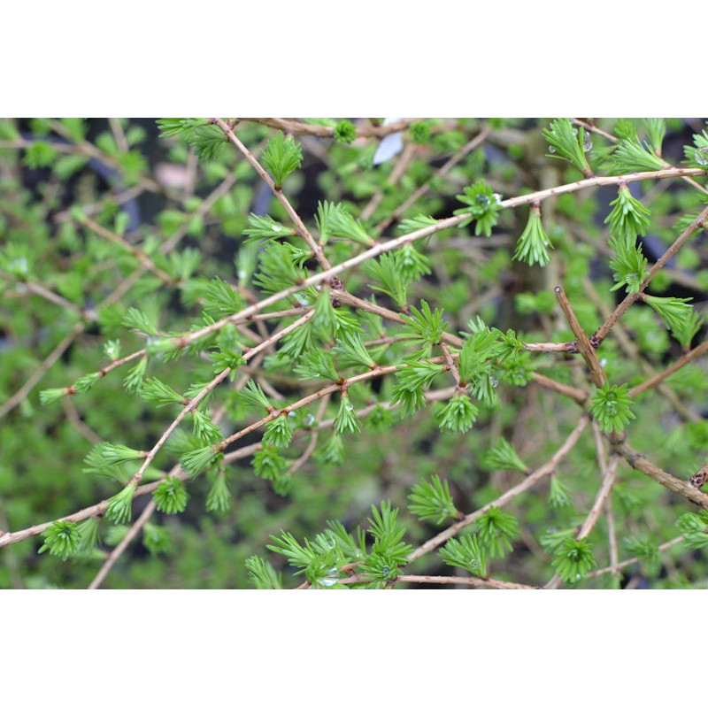 LARIX decidua