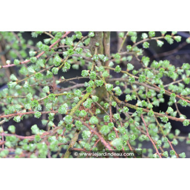 LARIX kaempferi