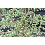 LARIX kaempferi