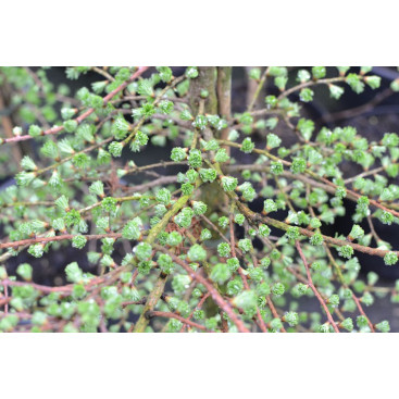 LARIX kaempferi