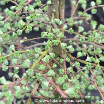 LARIX kaempferi