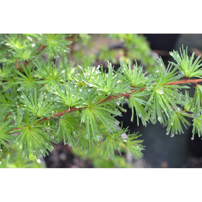 LARIX kaempferi