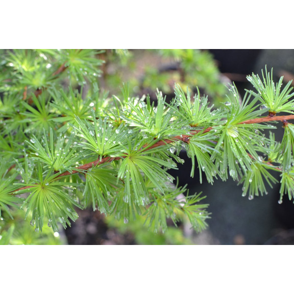LARIX kaempferi