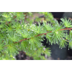LARIX kaempferi