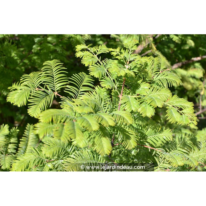 METASEQUOIA glyptostroboides