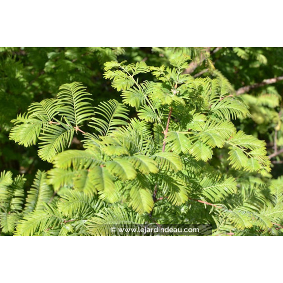 METASEQUOIA glyptostroboides