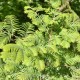 METASEQUOIA glyptostroboides