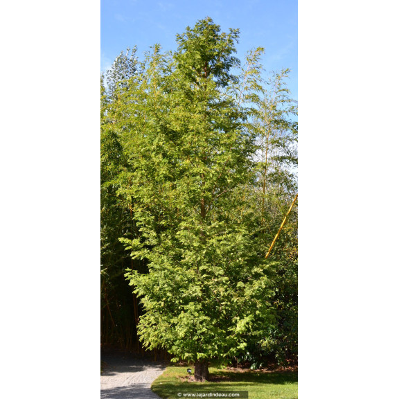 METASEQUOIA glyptostroboides