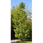 METASEQUOIA glyptostroboides