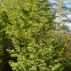 METASEQUOIA glyptostroboides