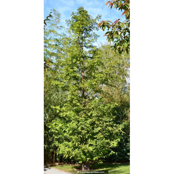 METASEQUOIA glyptostroboides