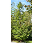 METASEQUOIA glyptostroboides