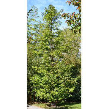 METASEQUOIA glyptostroboides