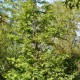 METASEQUOIA glyptostroboides