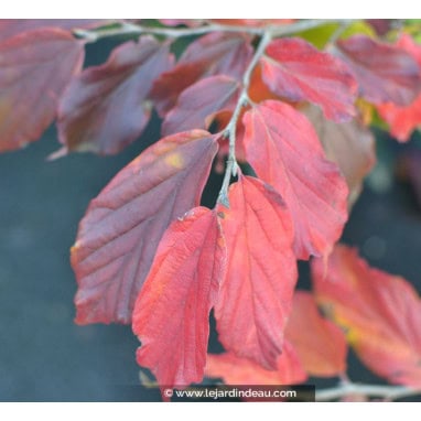 PARROTIA persica \'Bella\' - Arbre de fer / Hêtre de Perse / Arbre perroquet