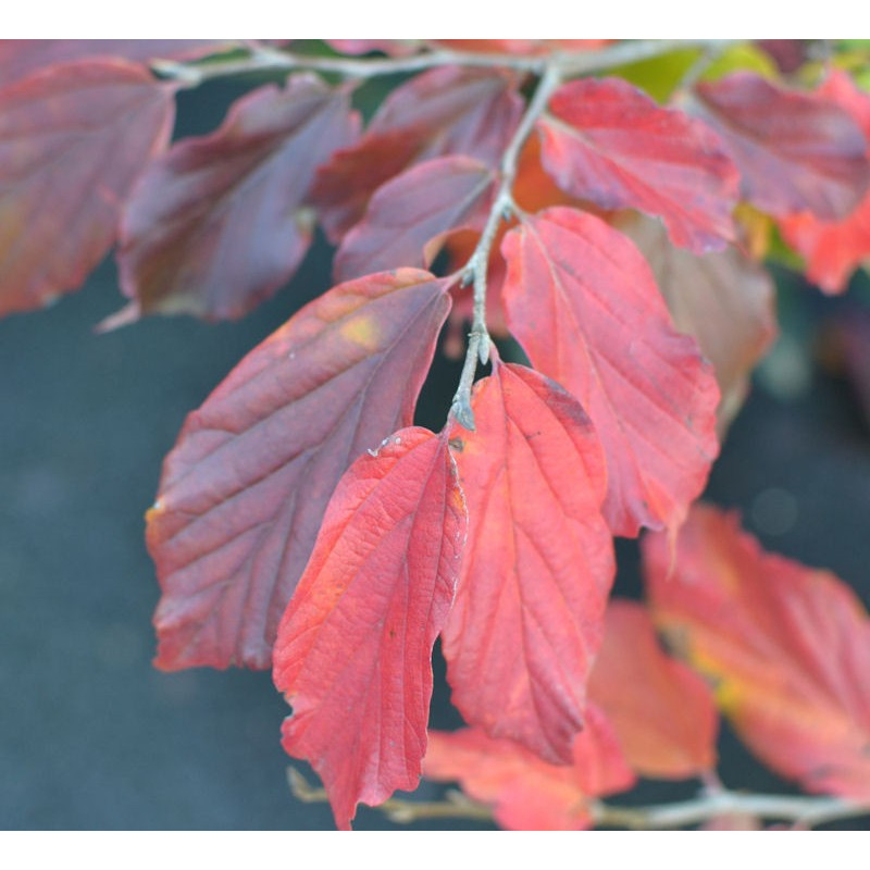 PARROTIA persica 'Bella' - Automne