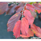 PARROTIA persica 'Bella' - Automne PARROTIA persica 'Bella' - Automne