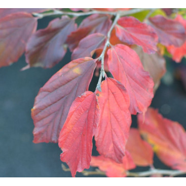PARROTIA persica \'Bella\'
