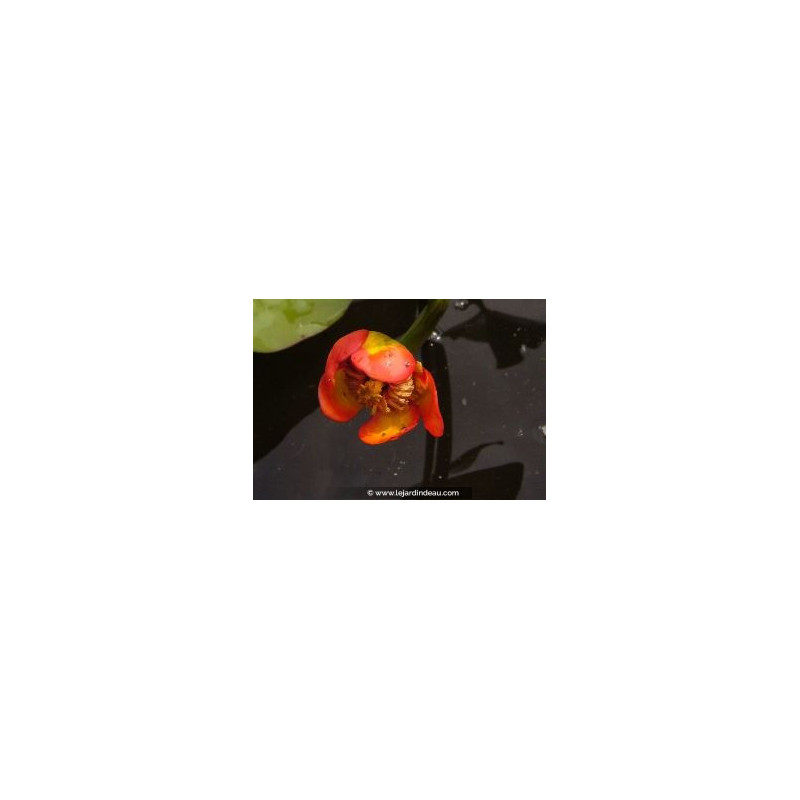 NUPHAR japonica 'Rubra'