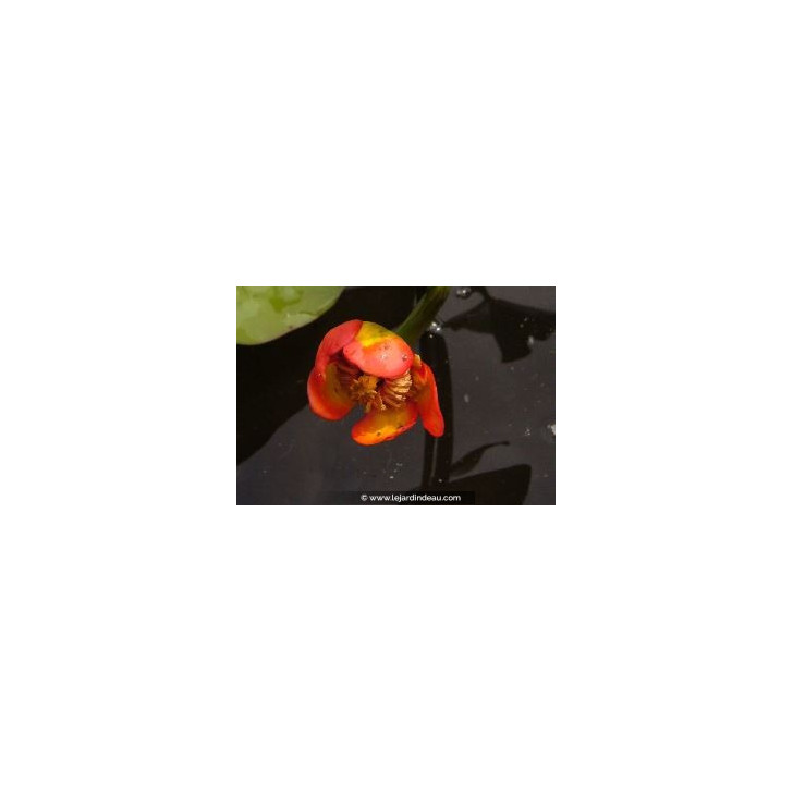 NUPHAR japonica 'Rubra'