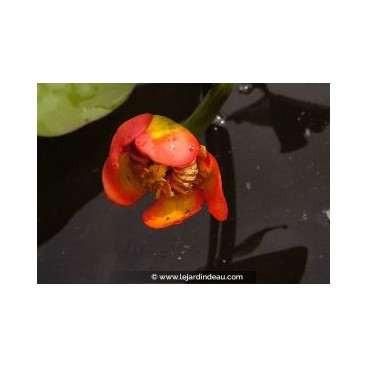 NUPHAR japonica \'Rubra\'