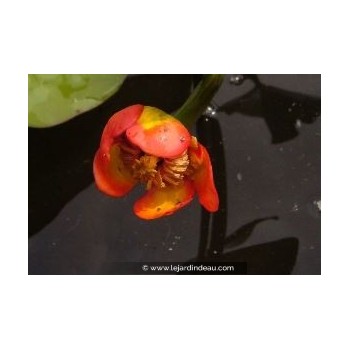 NUPHAR japonica &#039;Rubra&#039;