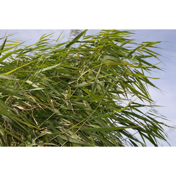 PHRAGMITES australis