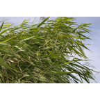 PHRAGMITES australis