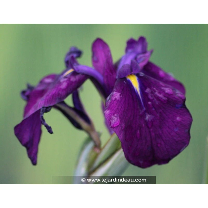 Iris ensata 'Variegata'