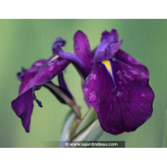 Iris ensata 'Variegata'