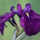 Iris ensata 'Variegata'