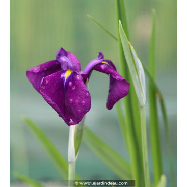 IRIS ensata \'Variegata\'