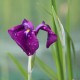 Iris ensata 'Variegata'