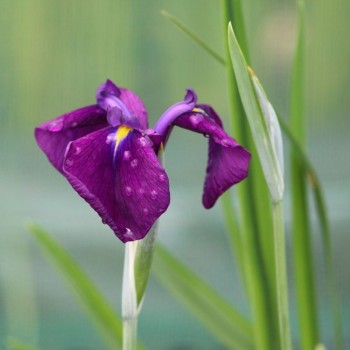 Iris ensata &#039;Variegata&#039;