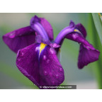 Iris ensata 'Variegata'