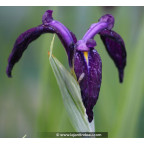 Iris ensata 'Variegata'