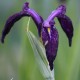 Iris ensata 'Variegata'