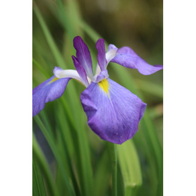 IRIS ensata \'Mandarin\'