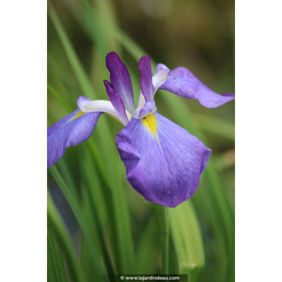 Iris ensata 'Mandarin'